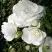 Роза АЙСБЕРГ флорибунда в Самохваловичи