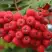 Рябина АЛАЯ КРУПНАЯ сладкоплодная в Самохваловичи