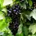Смородина чёрная БЕЛОРУССКАЯ СЛАДКАЯ в Самохваловичи