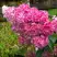 Гортензия МЕГА МИНДИ метельчатая в Самохваловичи