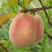 Персик ЕЛГАВСКИЙ в Самохваловичи