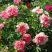 Пион ХИЛЛАРИ ито-гибрид в Самохваловичи
