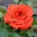 Роза ОРАНЖ ДЖЕВЕЛ миниатюрная в Самохваловичи