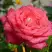 Роза ПЬЕР КАРДЕН чайно-гибридная в Самохваловичи