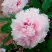 Пион ПЕРСИК ПОД СНЕГОМ древовидный в Самохваловичи