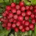 Рябина РУБИНОВАЯ сладкоплодная в Самохваловичи