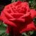 Роза СОФИ ЛОРЕН чайно-гибридная в Самохваловичи