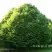 Граб японский в Самохваловичи