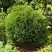 Туя ТИНИ ТИМ западная в Самохваловичи
