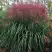 Мискантус МАЛЕПАРТУС китайский  в Самохваловичи