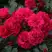 Роза РАДОСТЬ САДОВНИКА (ГАРТЕН ФРОЙДЕ) почвопокровная в Самохваловичи