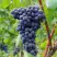 Виноград МУКУЗАНИ в Самохваловичи