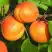 Абрикос СПАДЧЫНА в Самохваловичи