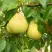 Груша ВЕЛИКАЯ ЛЕТНЯЯ (БОЛЬШАЯ ЛЕТНЯЯ) в Самохваловичи