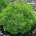 Ель АЛЬБЕРТА ГЛОБ сизая в Самохваловичи