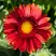 Гайлардия АРИЗОНА РЕД ШЕЙДС в Самохваловичи