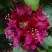 Рододендрон КАЛИ в Самохваловичи