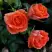 Роза ОРАНЖ ДЖЕВЕЛ миниатюрная в Самохваловичи