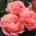 Роза КОРАЛ ЛИОНС РОУЗ флорибунда в Самохваловичи