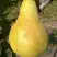 Груша КОНКОРД в Самохваловичи