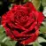 Роза РЕД ИНТУИШН чайно-гибридная в Самохваловичи