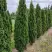 Туя ДЕГРУТ СПАЙР западная в Самохваловичи