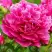 Пион НОЧНЫЕ ГРЕЗЫ древовидный в Самохваловичи