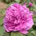 Пион ОРНАМЕНТ древовидный в Самохваловичи