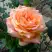 Роза ЭЛЬДОРАДО чайно-гибридная в Самохваловичи