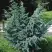 Можжевельник БЛЮ АЛЬПС китайский  в Самохваловичи