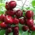Черешня ГРОНКАВАЯ в Самохваловичи