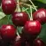 Черешня ГРОНКАВАЯ в Самохваловичи