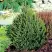 Ель КОМПАКТА обыкновенная в Самохваловичи