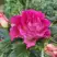 Роза БРЕРА флорибунда в Самохваловичи