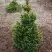 Ель ВИЛС ЦВЕРГ обыкновенная в Самохваловичи