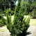 Можжевельник КАЙЗУКА китайский в Самохваловичи