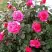 Роза МАЛИНОВЫЙ ЗВОН чайно-гибридная в Самохваловичи