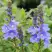Вероника РОЯЛ БЛЮ большая в Самохваловичи