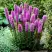 Лиатрис РОЗЕА колосковая в Самохваловичи