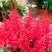 Астильба ЮНИК КАРМИН гибридная в Самохваловичи