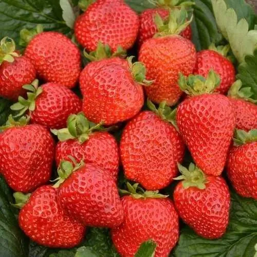 Клубника САН АНДРЕАС ремонтантная в Самохваловичи