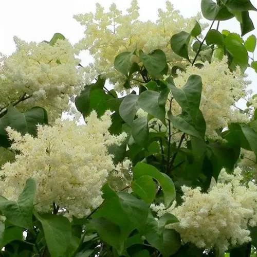 Сирень АМУРСКАЯ в Самохваловичи