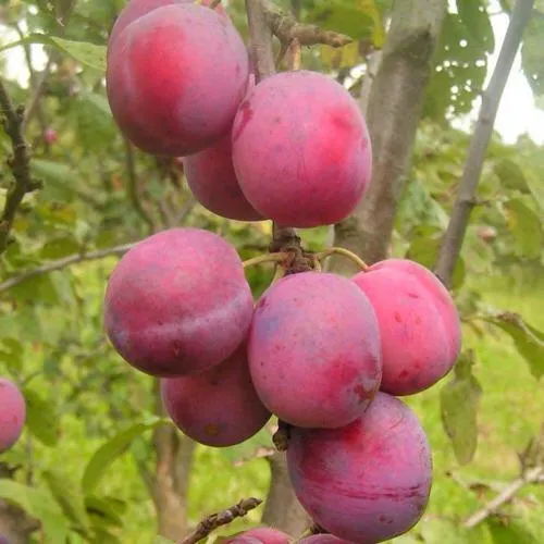 Слива ЭДИНБУРГСКАЯ в Самохваловичи