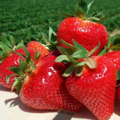 Клубника ДЖОЛИ в Самохваловичи