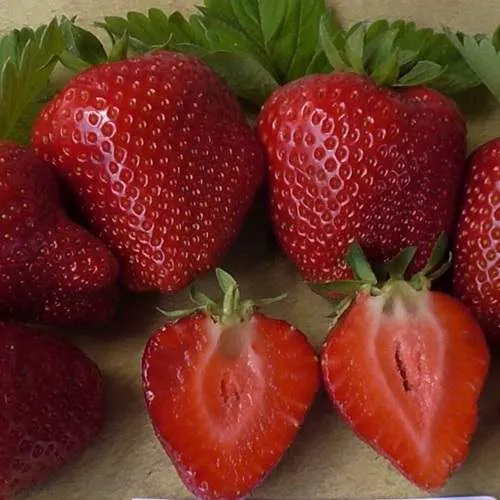 Клубника САНДРА в Самохваловичи