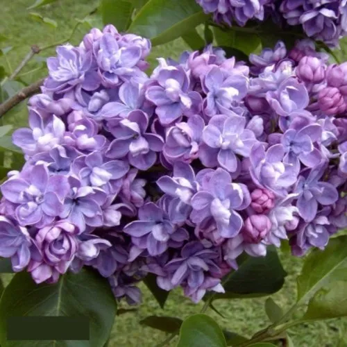 Сирень АМИ ШОТТ в Самохваловичи