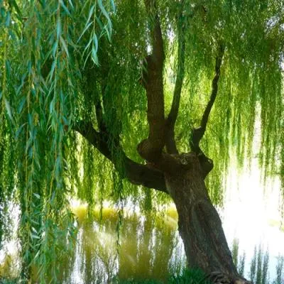 Ива  Ива в Самохваловичи