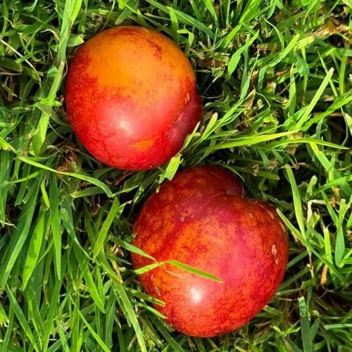 Шарафуга НЕКТАРИННАЯ в Самохваловичи