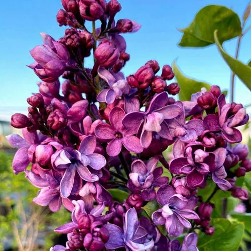 Сирень ВИОЛЕТТА в Самохваловичи