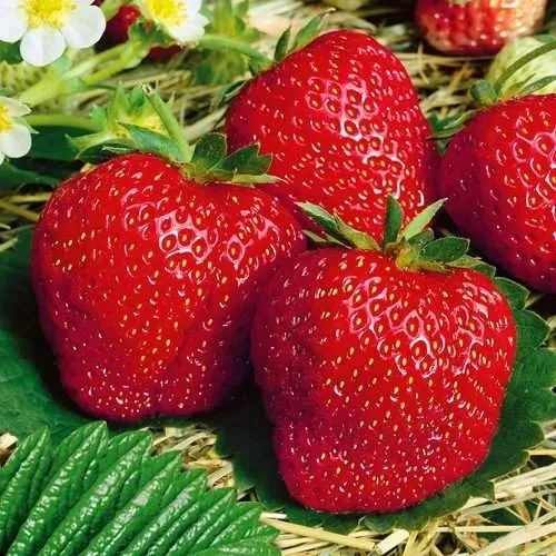 Клубника ВИМА ЗАНТА в Самохваловичи